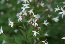 Gillenia trifoliata bestellen